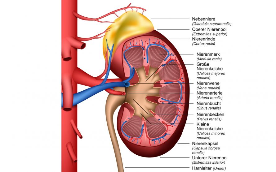 Anatomie Niere